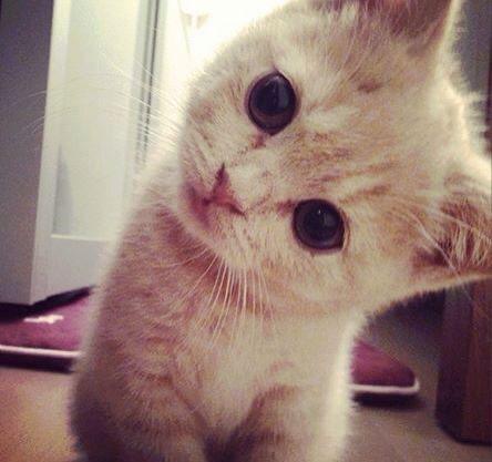 describtion of photo