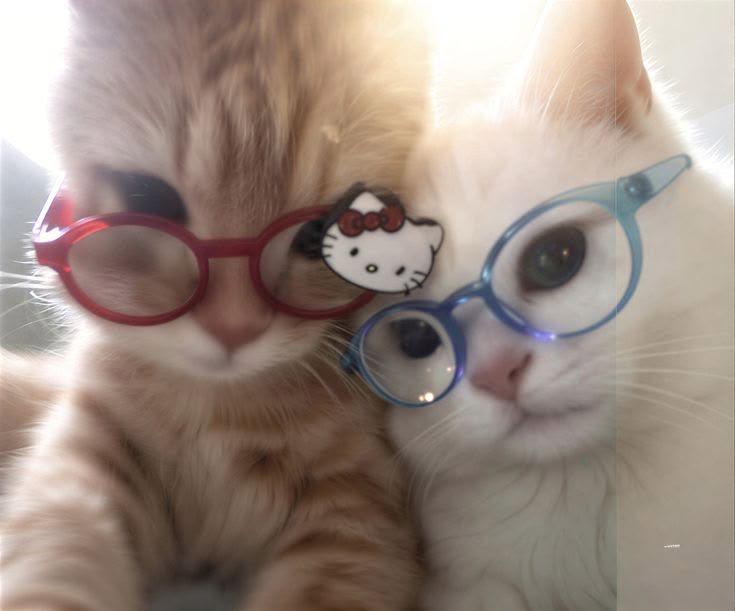 describtion of photo